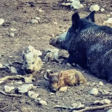 Αγριογούρουνα