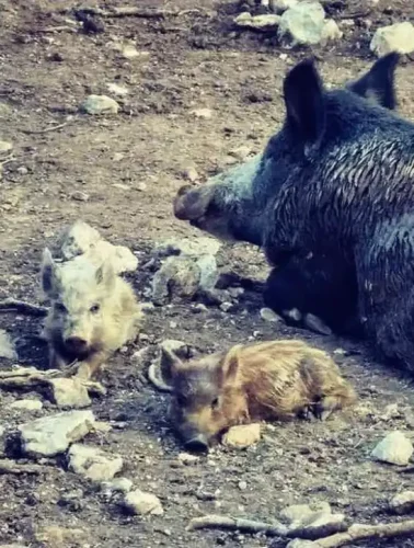 Αγριογούρουνα