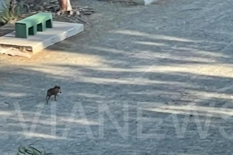 Αγριογούρουνο