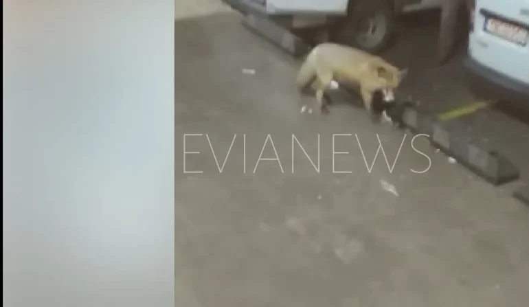 Αλεπού