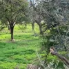 Εύβοια νέα και ειδήσεις