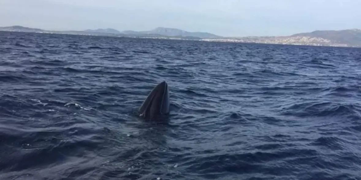 Φάλαινα στην Εύβοια