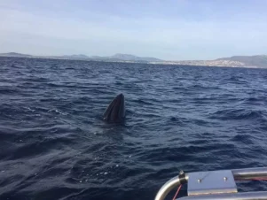 Φάλαινα στην Εύβοια