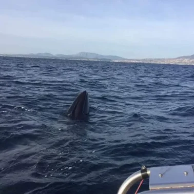 Φάλαινα στην Εύβοια