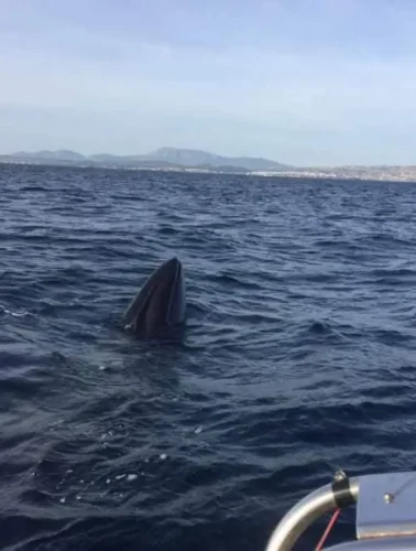 Φάλαινα στην Εύβοια