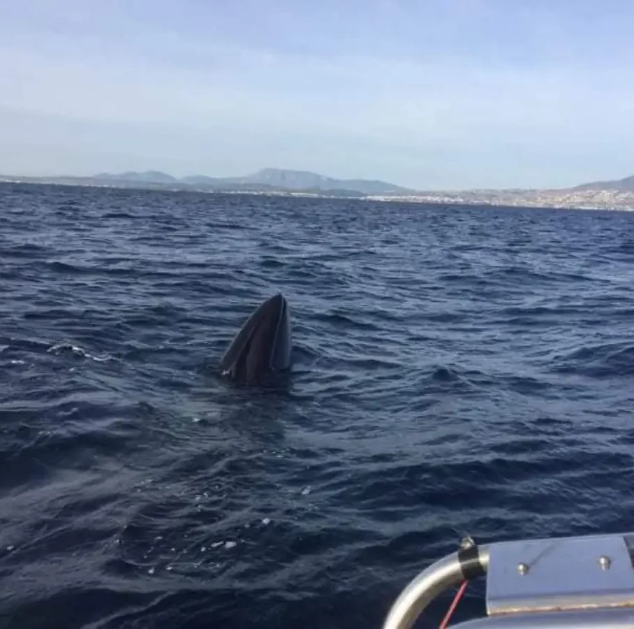 Φάλαινα στην Εύβοια