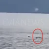 Θάλασσα καρχαρίας