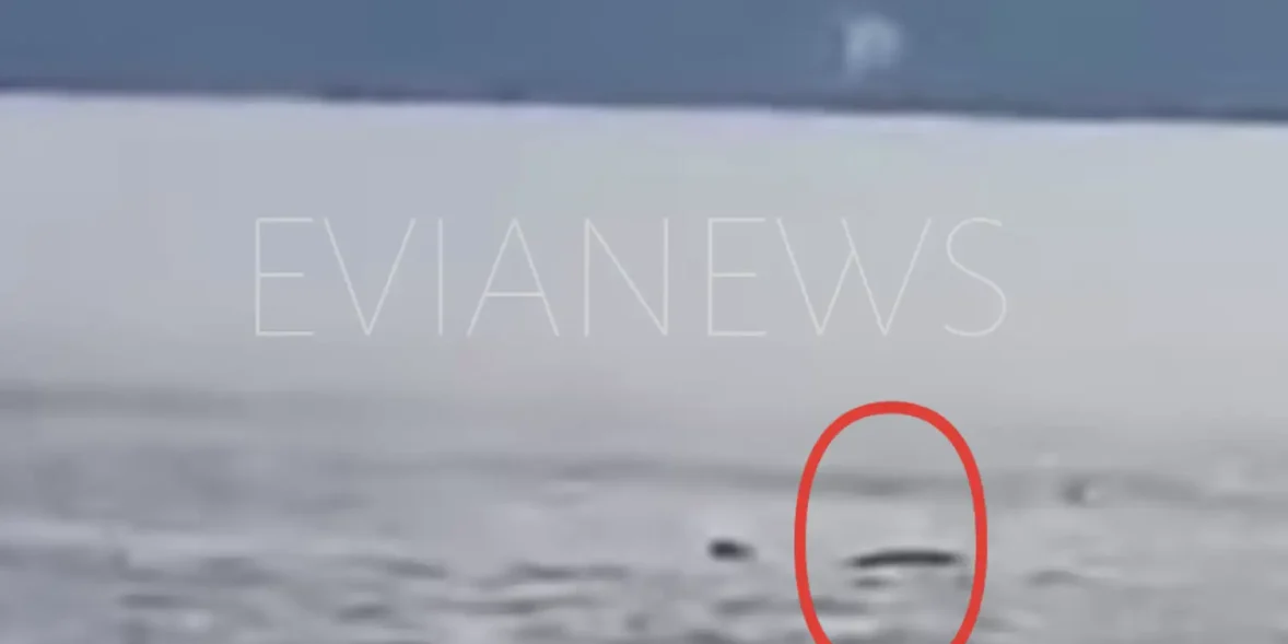 Θάλασσα καρχαρίας