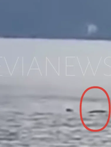 Θάλασσα καρχαρίας