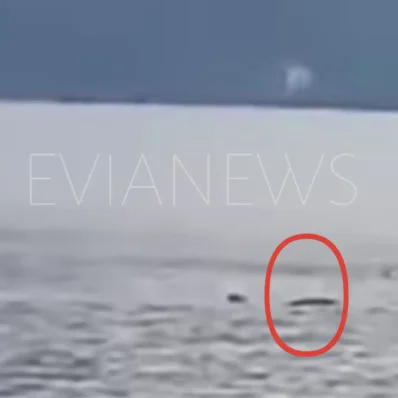 Θάλασσα καρχαρίας