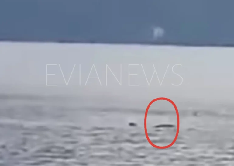 Θάλασσα καρχαρίας