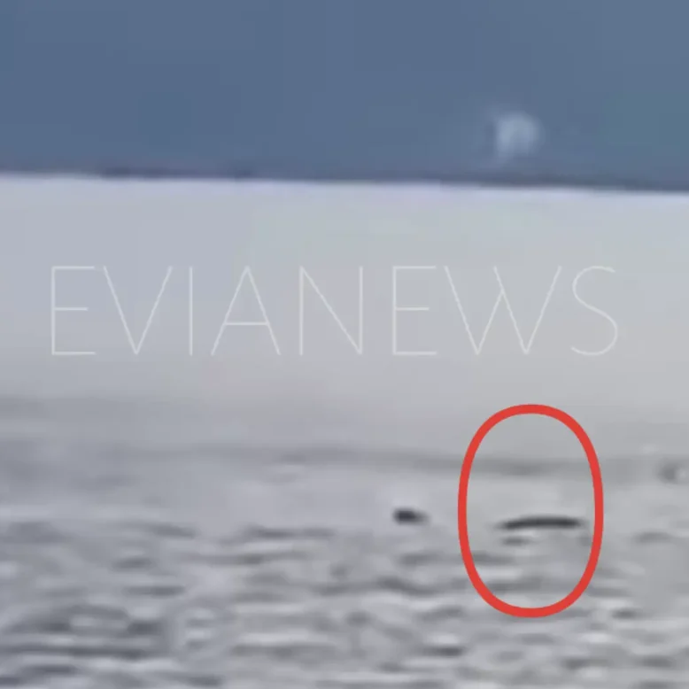 Θάλασσα καρχαρίας