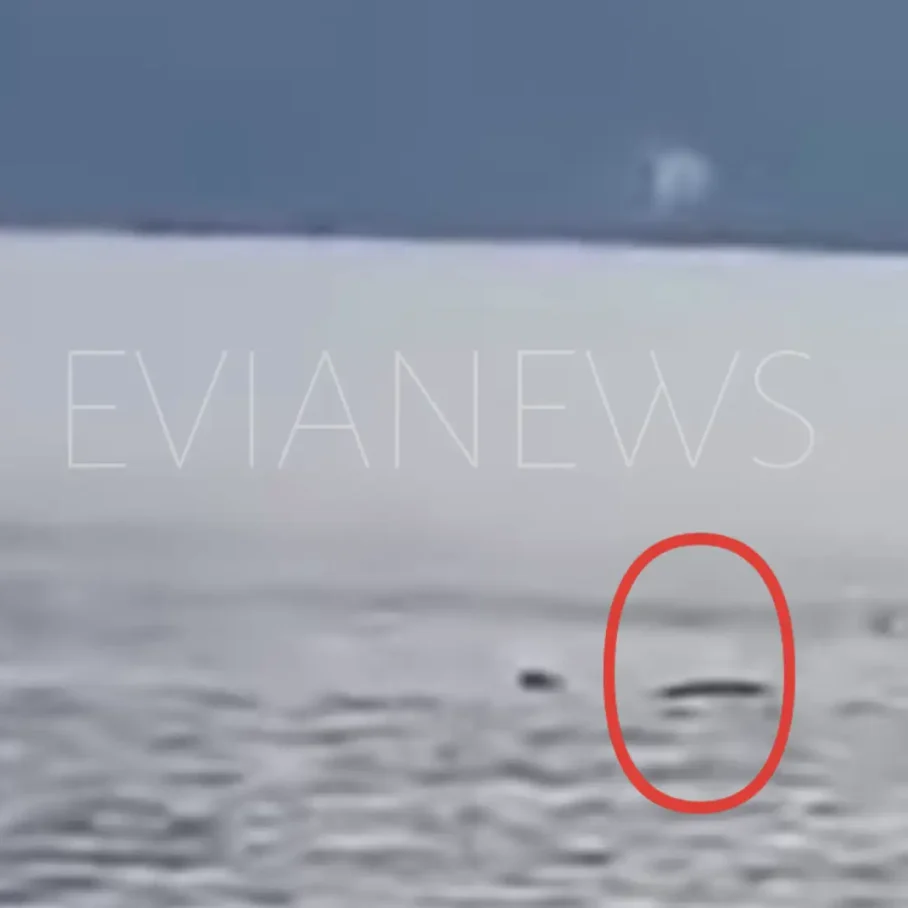 Θάλασσα καρχαρίας