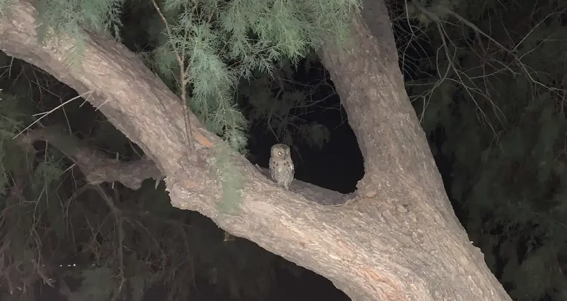 κουκουβάγια