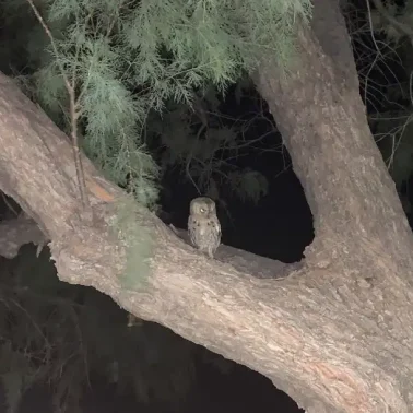 κουκουβάγια