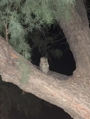 κουκουβάγια