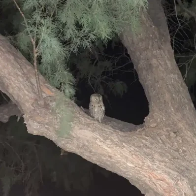 κουκουβάγια