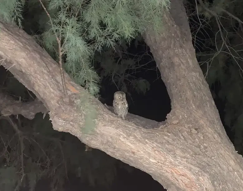 κουκουβάγια