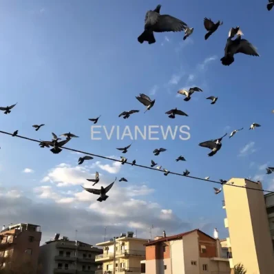 Περιστέρια