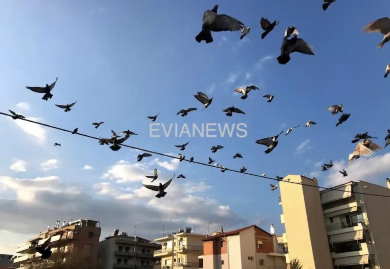 Περιστέρια