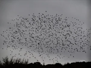 Πουλιά στον ουρανό
