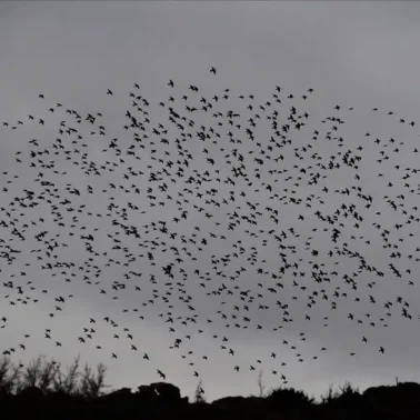 Πουλιά στον ουρανό