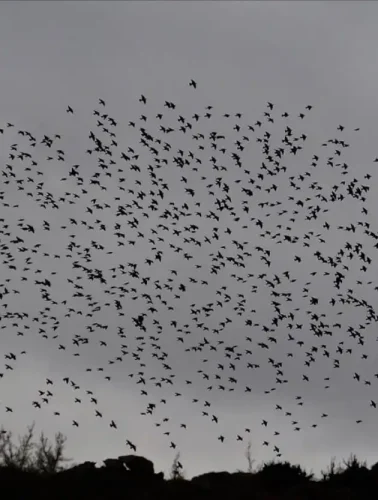 Πουλιά στον ουρανό