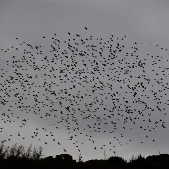 Πουλιά στον ουρανό