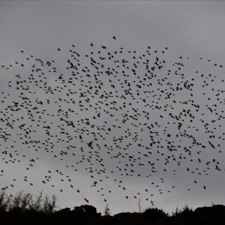 Πουλιά στον ουρανό