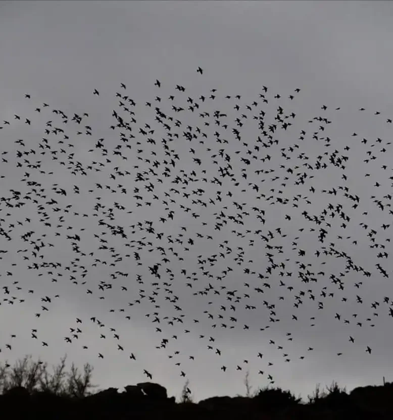 Πουλιά στον ουρανό