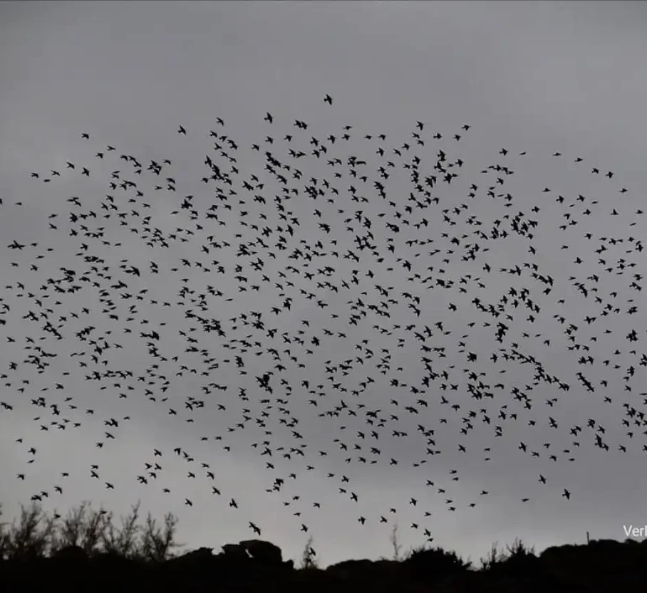 Πουλιά στον ουρανό