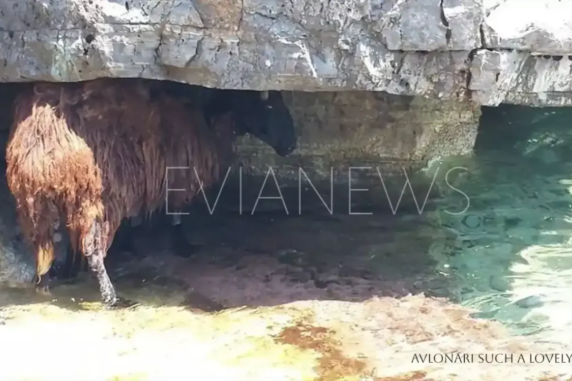 Πρόβατο σε παραλία στην Εύβοια