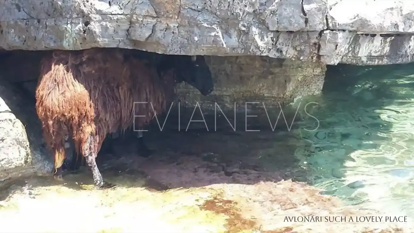 Πρόβατο σε παραλία στην Εύβοια