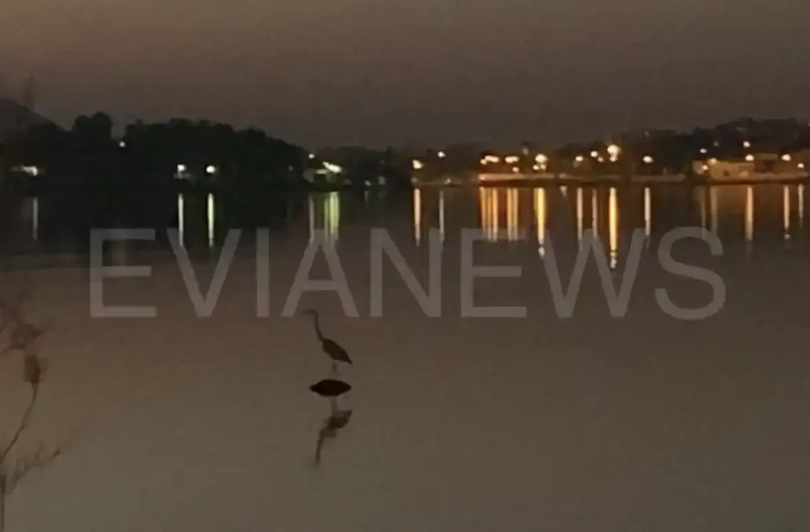 Εύβοια: Το πανέμορφο πλάσμα τα βράδια