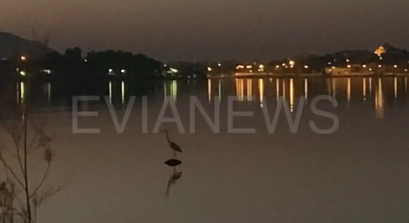 Εύβοια: Το πανέμορφο πλάσμα τα βράδια