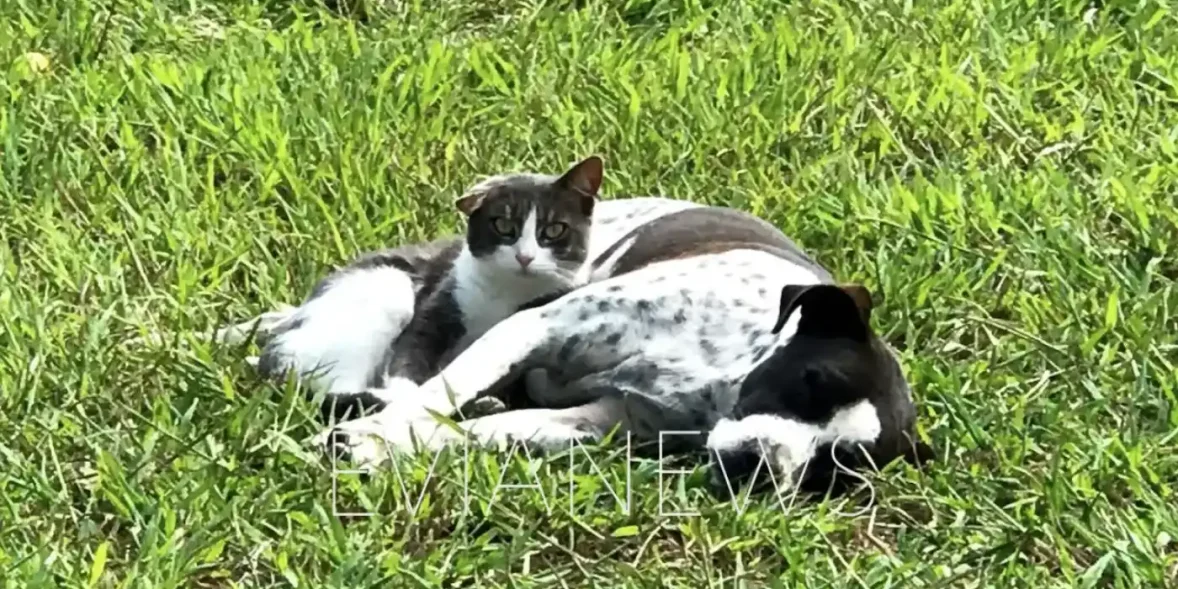 Σκύλος και γάτα