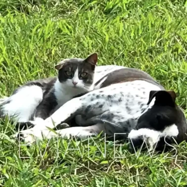 Σκύλος και γάτα