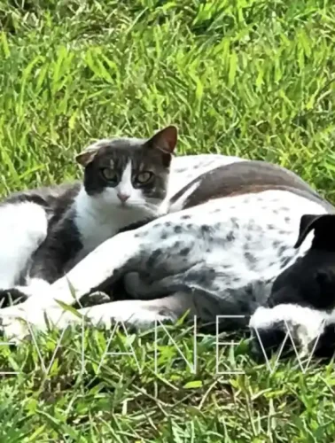 Σκύλος και γάτα