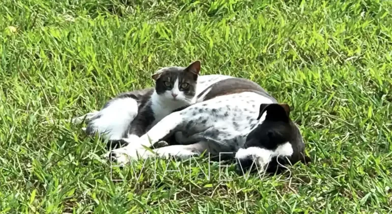Σκύλος και γάτα