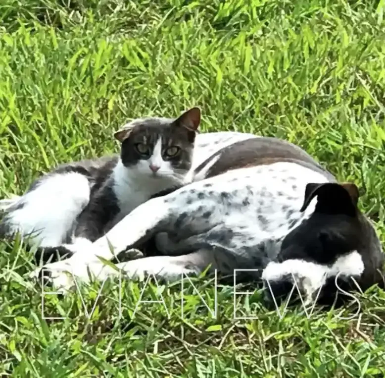 Σκύλος και γάτα