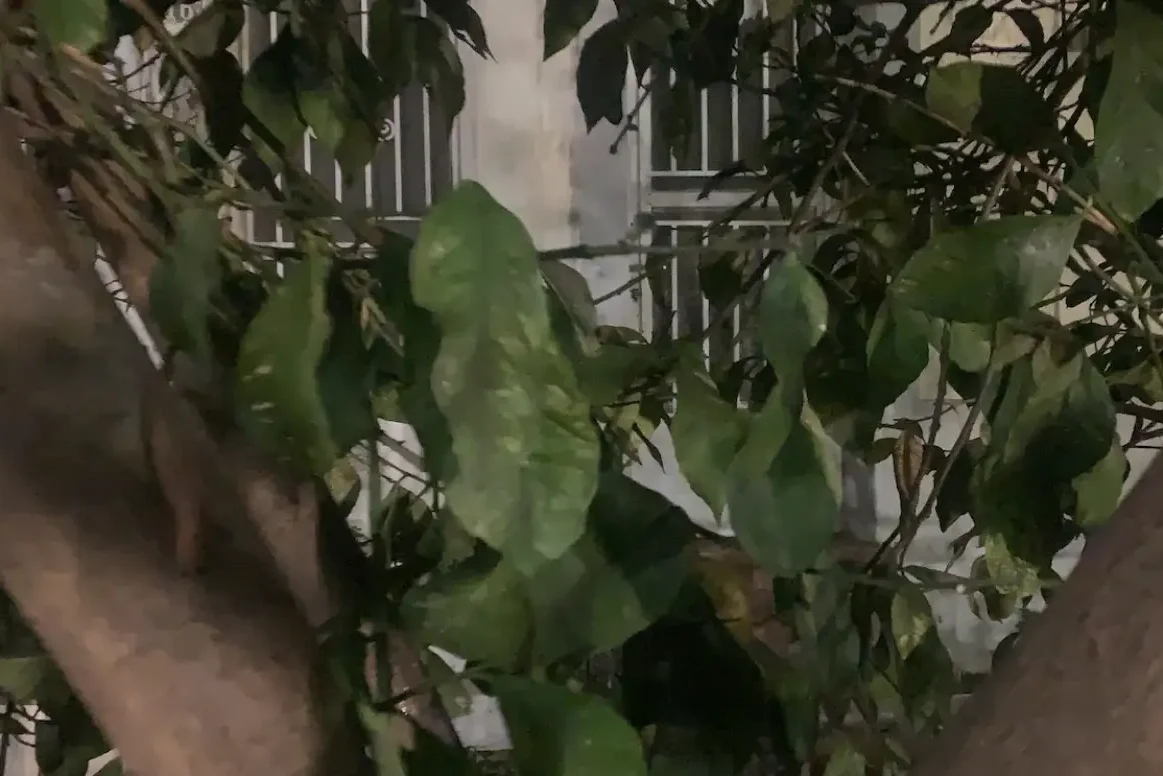 Ένα στοιχειωμένο μέρος στην Εύβοια