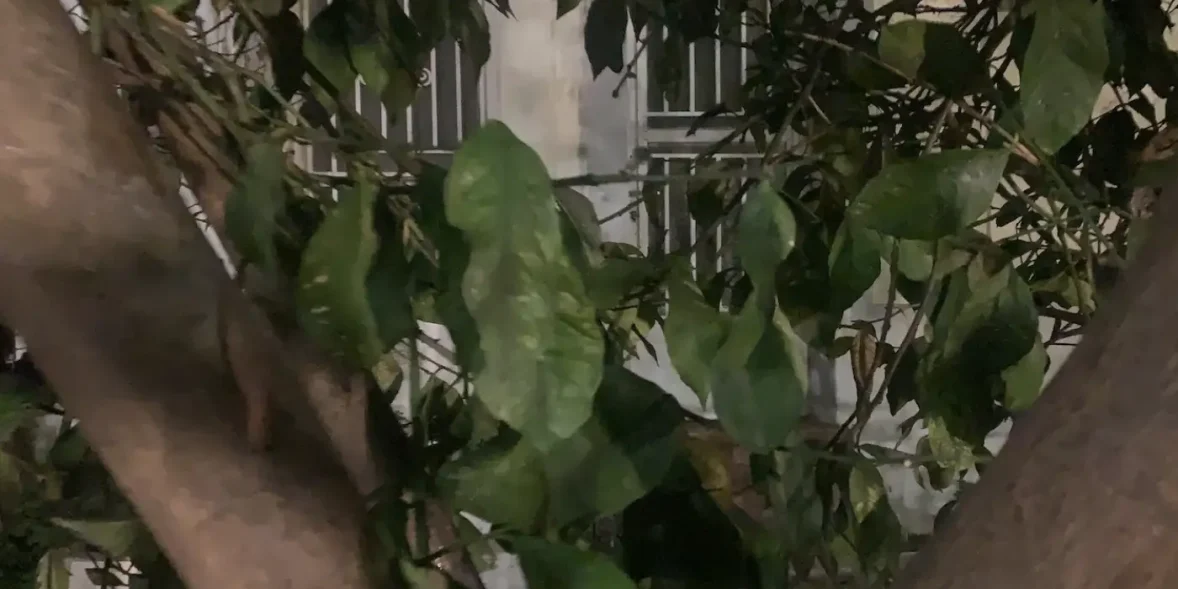 Ένα στοιχειωμένο μέρος στην Εύβοια