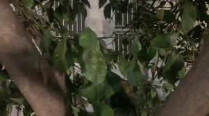 Ένα στοιχειωμένο μέρος στην Εύβοια