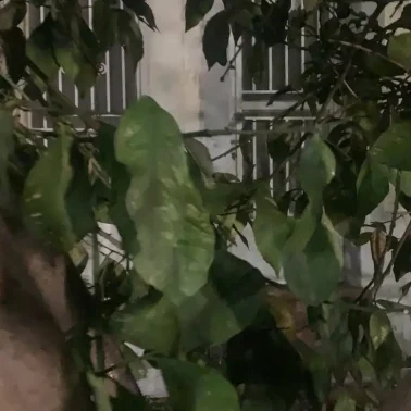 Ένα στοιχειωμένο μέρος στην Εύβοια