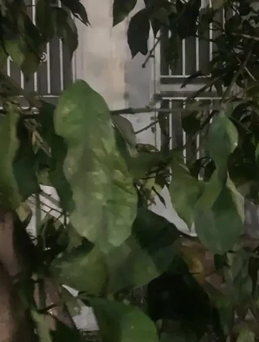 Ένα στοιχειωμένο μέρος στην Εύβοια