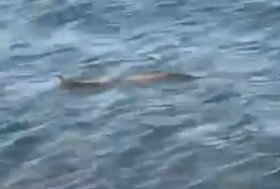 Φίδι στη θάλασσα