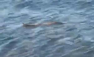 Φίδι στη θάλασσα