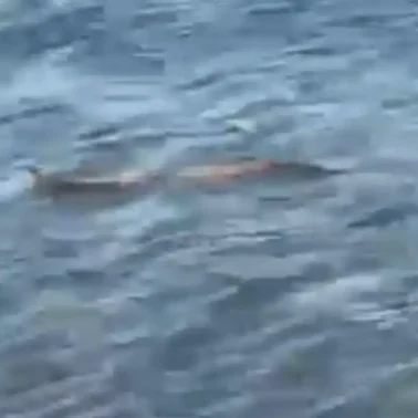 Φίδι στη θάλασσα