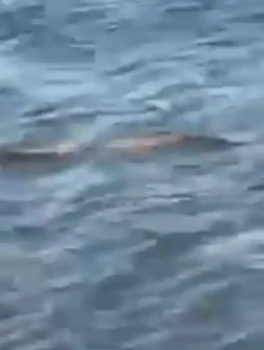 Φίδι στη θάλασσα