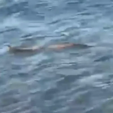 Φίδι στη θάλασσα